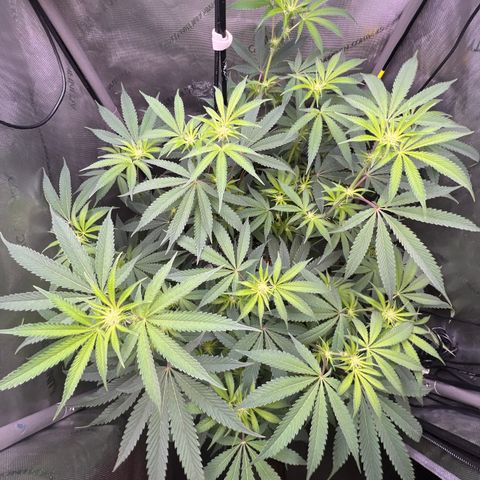 Gelato #33 growlog timeline photo