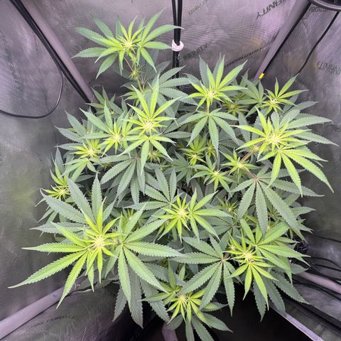 Gelato #33 growlog timeline photo