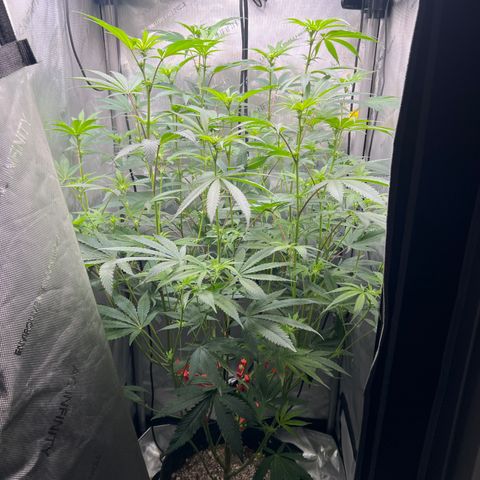 Gelato #33 growlog timeline photo