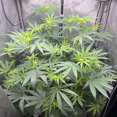 Gelato #33 growlog timeline photo