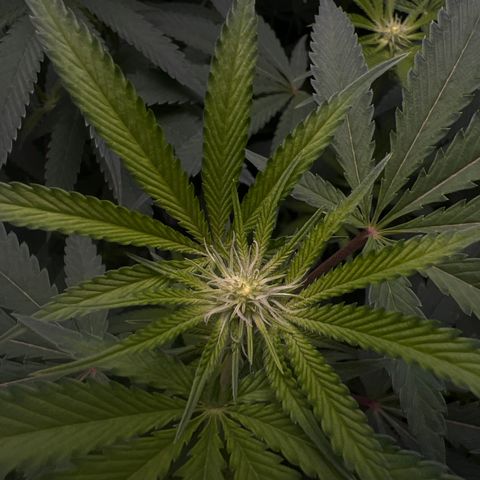 Gelato #33 growlog timeline photo