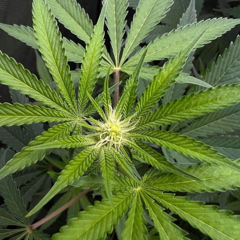 Gelato #33 growlog timeline photo