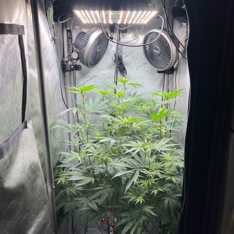 Gelato #33 growlog timeline photo