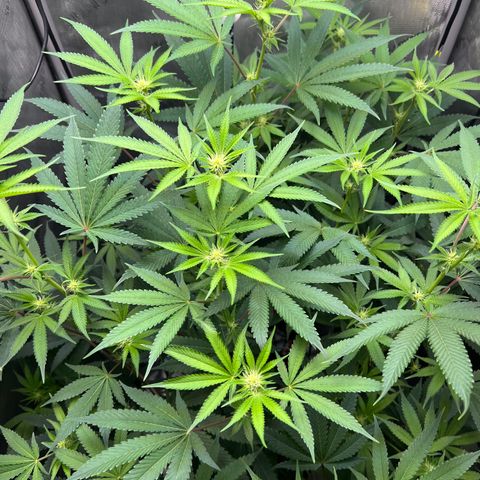 Gelato #33 growlog timeline photo
