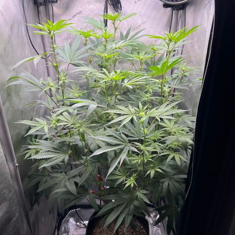 Gelato #33 growlog timeline photo