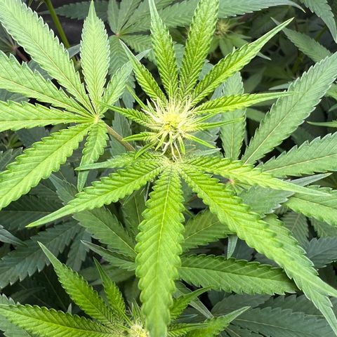 Gelato #33 growlog timeline photo