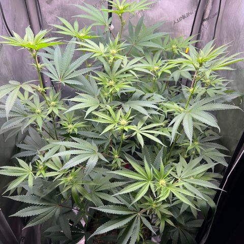 Gelato #33 growlog timeline photo