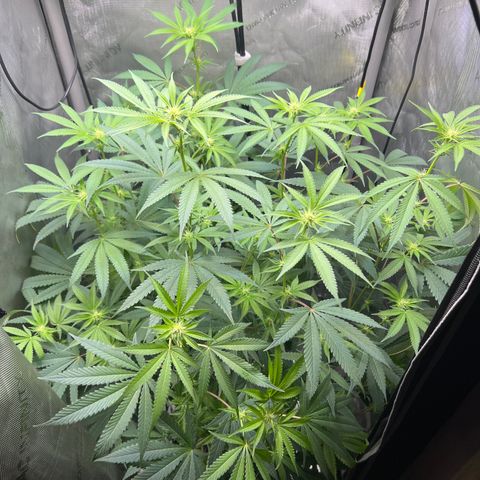 Gelato #33 growlog timeline photo