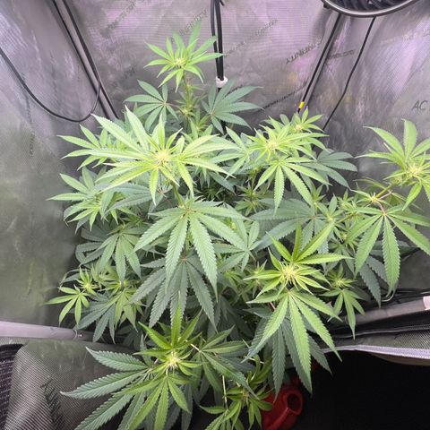Gelato #33 growlog timeline photo