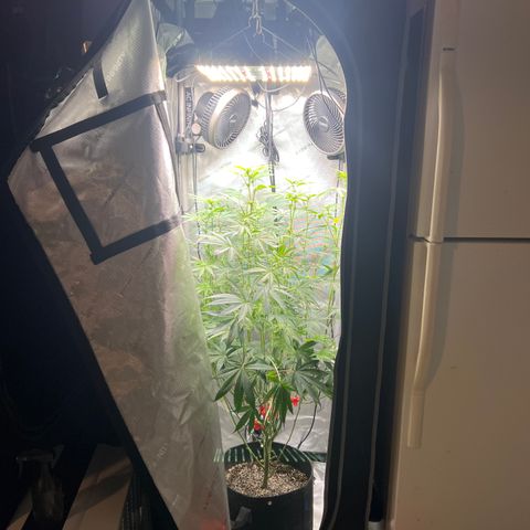 Gelato #33 growlog timeline photo