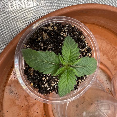 Mimosa x Orange Punch growlog timeline photo