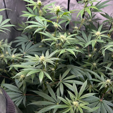 Gelato #33 growlog timeline photo