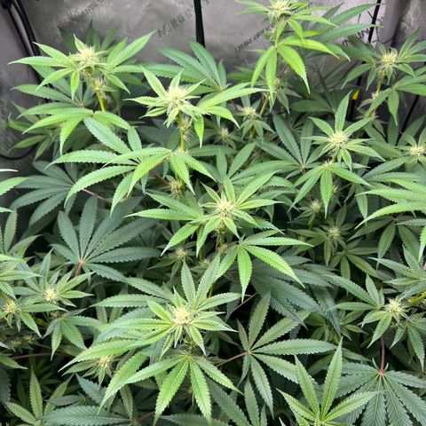 Gelato #33 growlog timeline photo