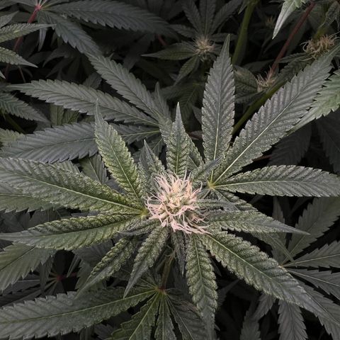 Gelato #33 growlog timeline photo