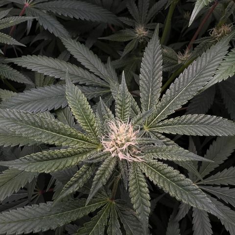Gelato #33 growlog timeline photo