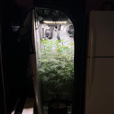 Gelato #33 growlog timeline photo