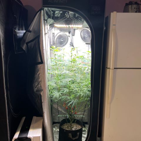 Gelato #33 growlog timeline photo