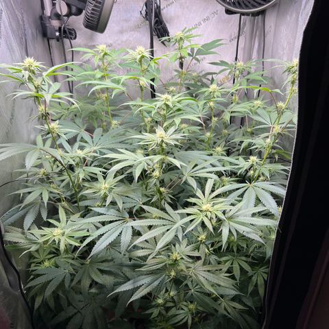Gelato #33 growlog timeline photo