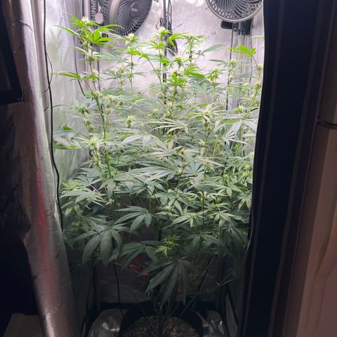 Gelato #33 growlog timeline photo