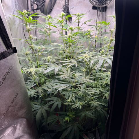 Gelato #33 growlog timeline photo