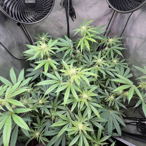 Gelato #33 growlog timeline photo