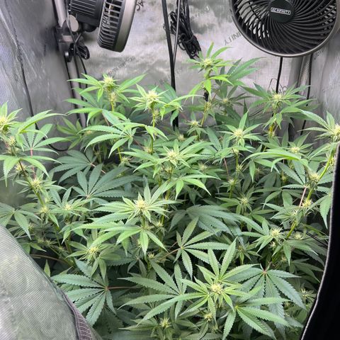 Gelato #33 growlog timeline photo