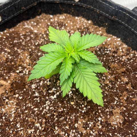 Mimosa x Orange Punch growlog timeline photo