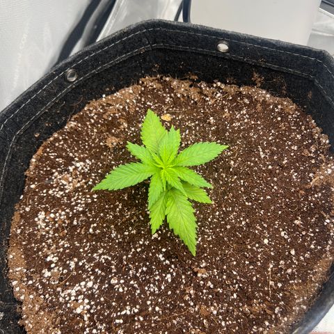 Mimosa x Orange Punch growlog timeline photo