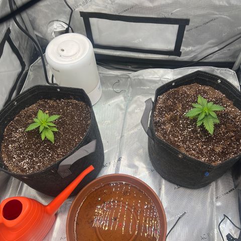 Mimosa x Orange Punch growlog timeline photo