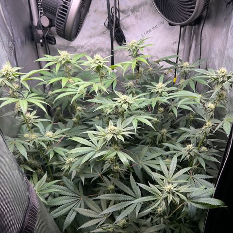 Gelato #33 growlog timeline photo