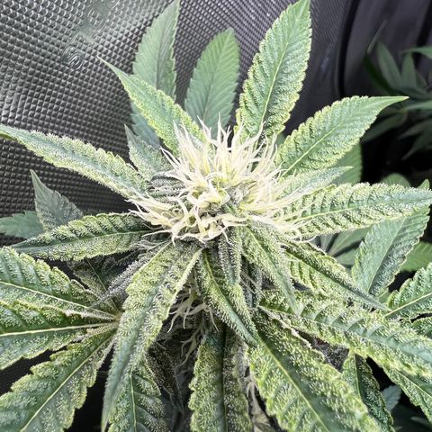 Gelato #33 growlog timeline photo