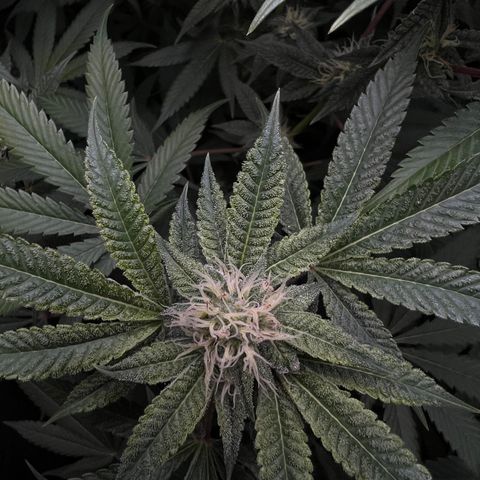Gelato #33 growlog timeline photo