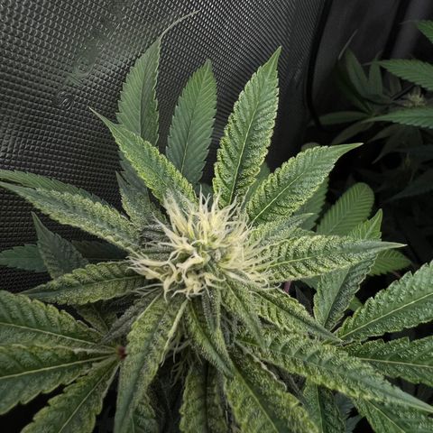 Gelato #33 growlog timeline photo