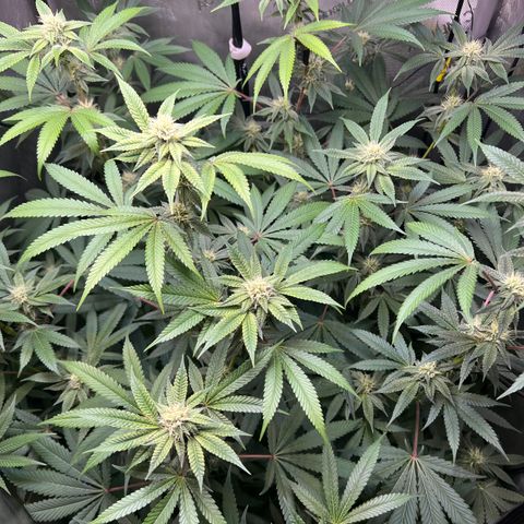 Gelato #33 growlog timeline photo