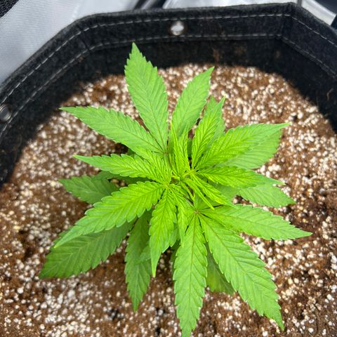 Mimosa x Orange Punch growlog timeline photo