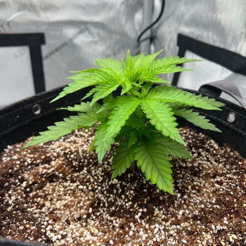Mimosa x Orange Punch growlog timeline photo