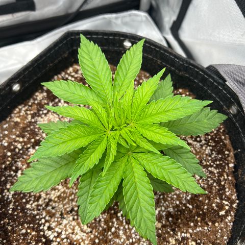 Mimosa x Orange Punch growlog timeline photo
