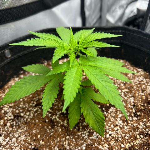Mimosa x Orange Punch growlog timeline photo