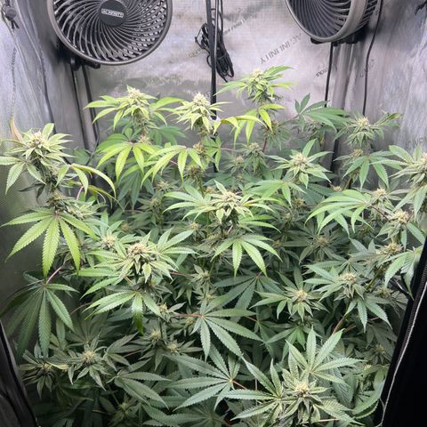 Gelato #33 growlog timeline photo