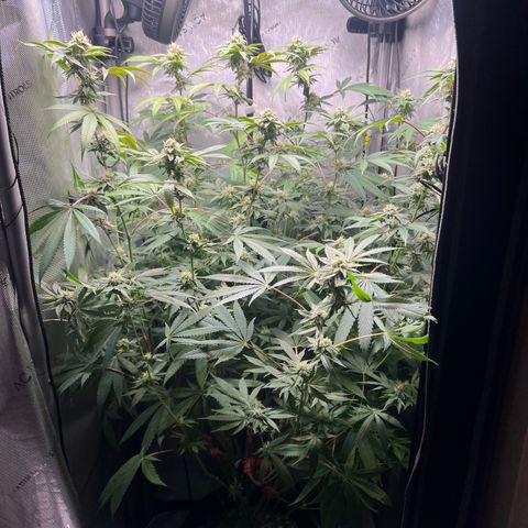 Gelato #33 growlog timeline photo