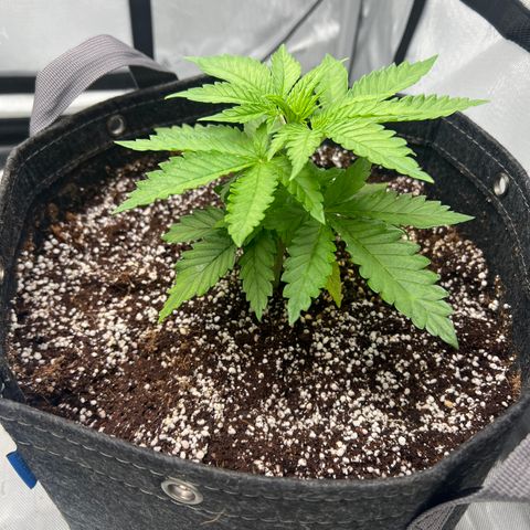 Mimosa x Orange Punch growlog timeline photo