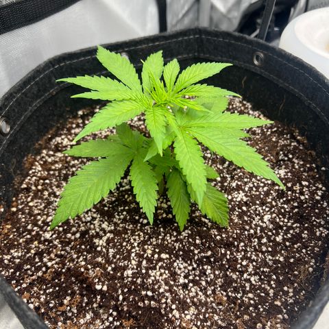 Mimosa x Orange Punch growlog timeline photo