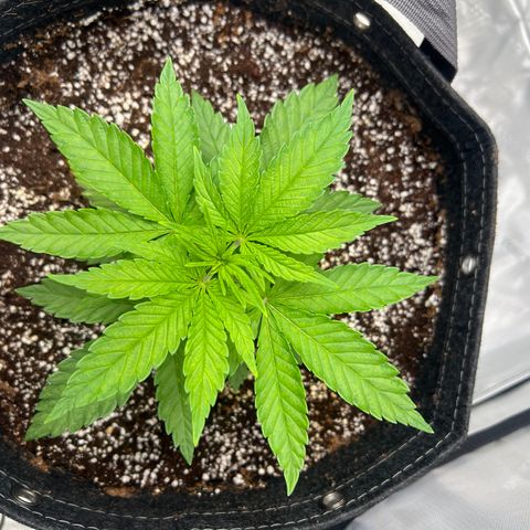 Mimosa x Orange Punch growlog timeline photo