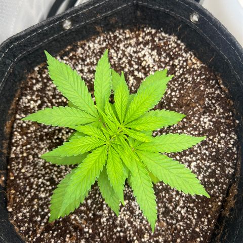Mimosa x Orange Punch growlog timeline photo