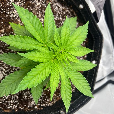 Mimosa x Orange Punch growlog timeline photo