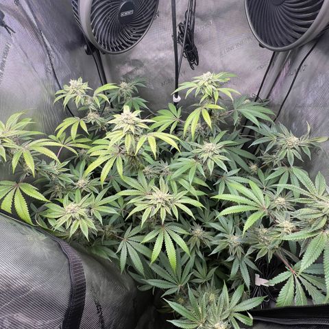 Gelato #33 growlog timeline photo