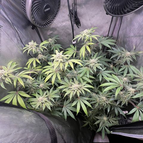 Gelato #33 growlog timeline photo