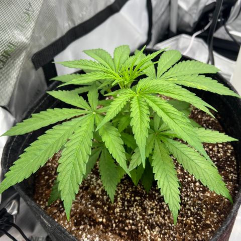 Mimosa x Orange Punch growlog timeline photo