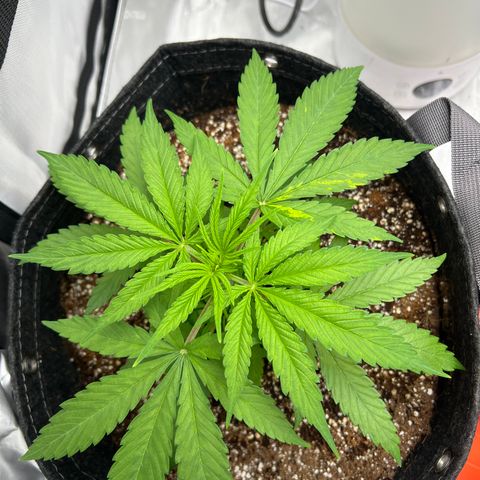 Mimosa x Orange Punch growlog timeline photo