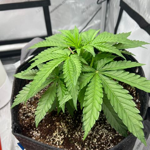 Mimosa x Orange Punch growlog timeline photo